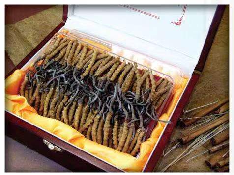 中方冬虫夏草回收